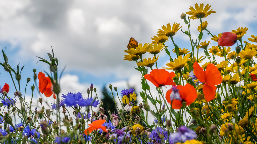 Wildflowers