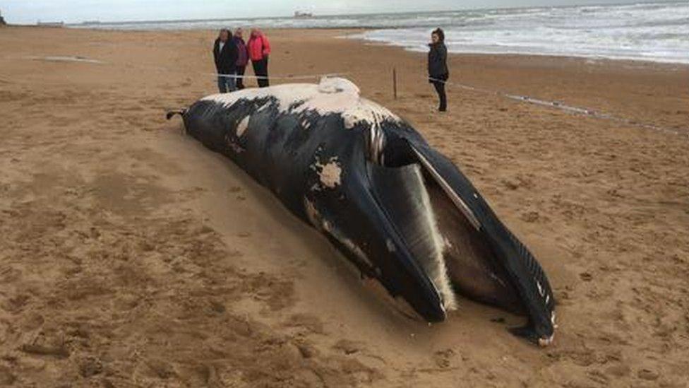 Beached whale in Thanet