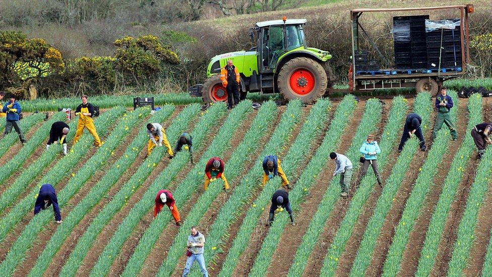 Daffodil pickers work in a field near Penzance in Cornwall