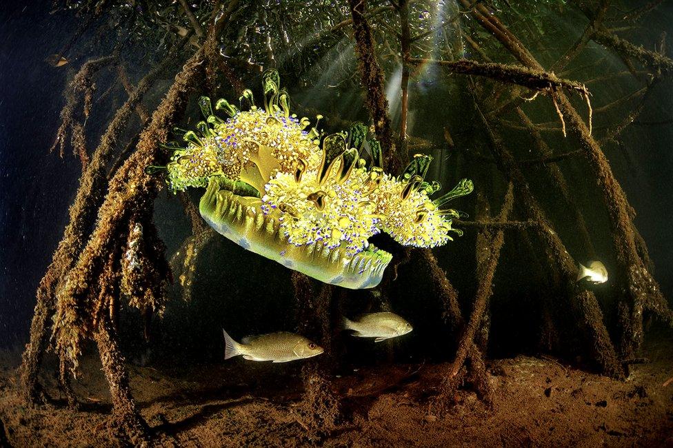 An upside-down Jellyfish next to mangrove tree roots in Netherlands Antilles