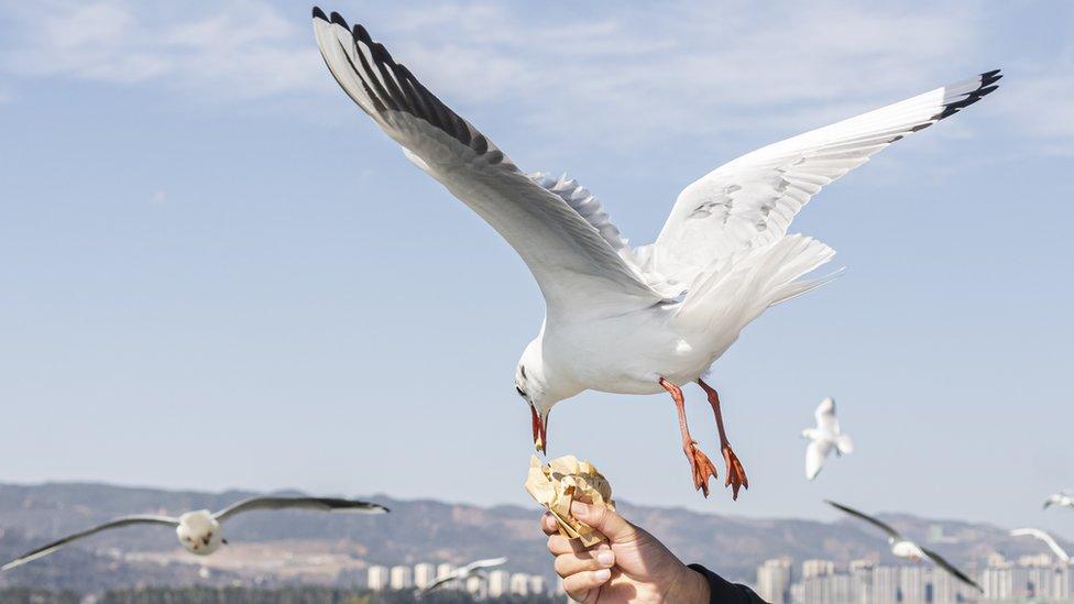 seagull-eating-food-from-a-person's-hand.