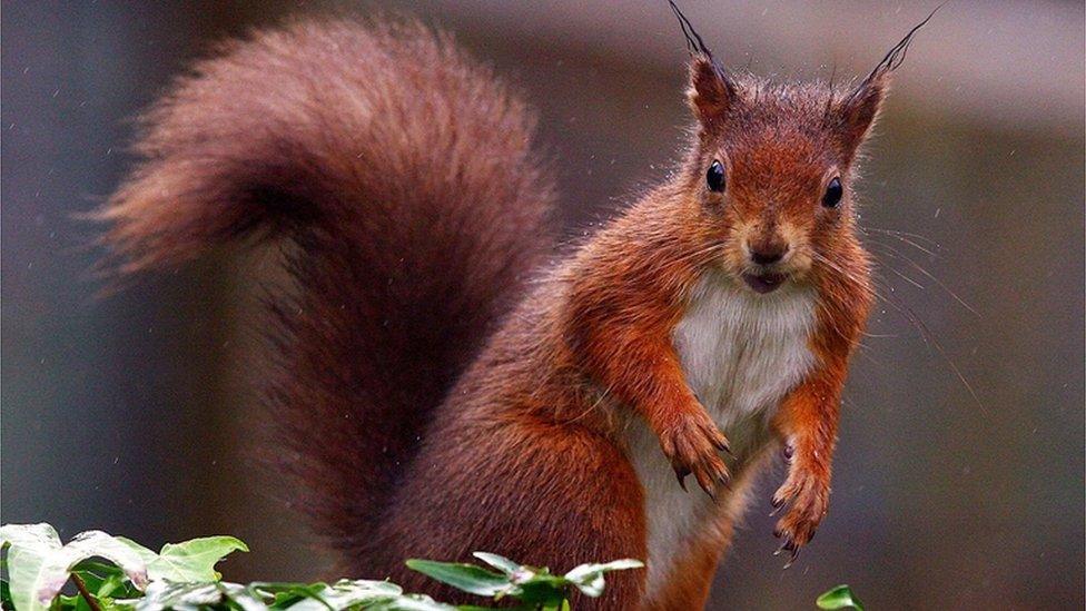 red squirrel