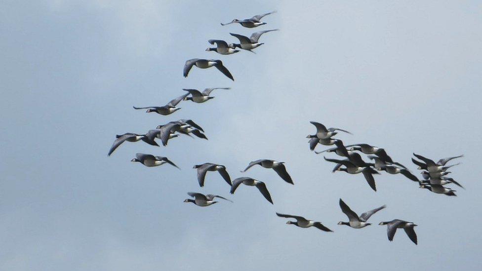 Barnacle geese