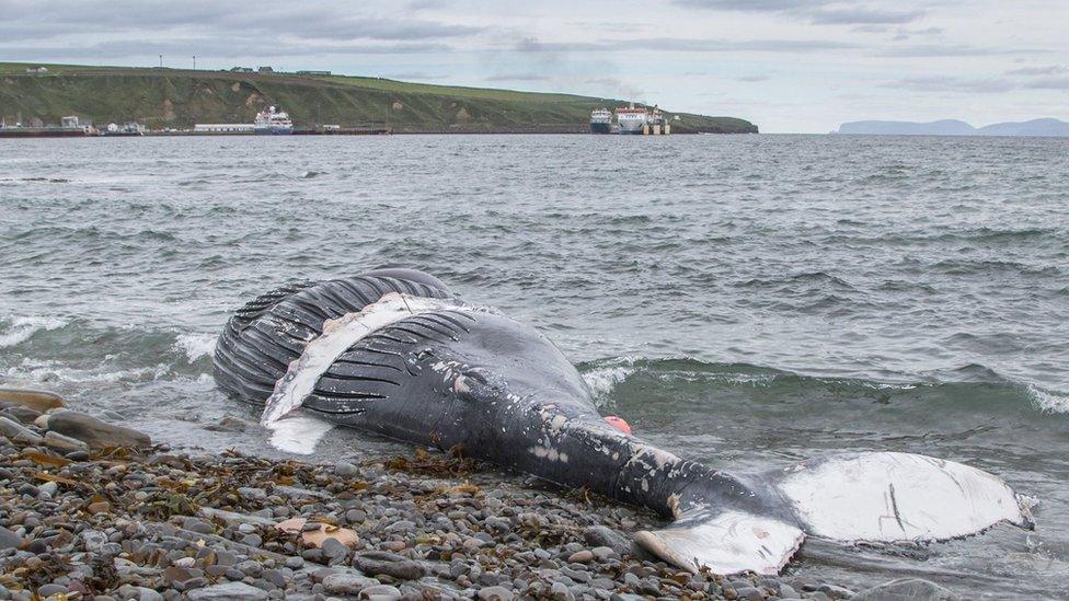 Dead whale