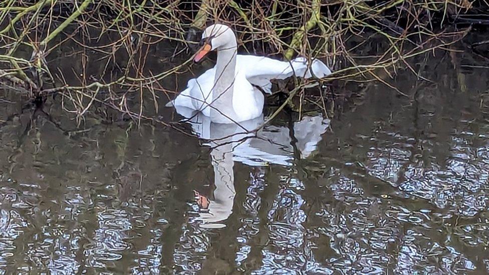 swan on the canal