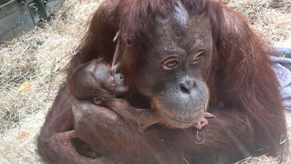 Orangutan Jingga and her baby son