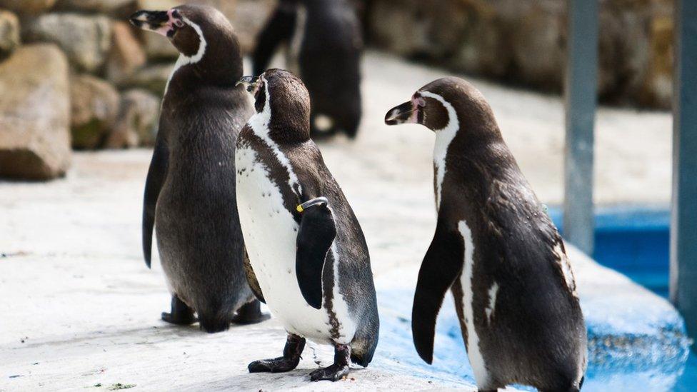 Humboldt Penguins