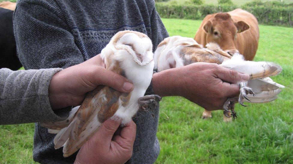 The two barn owl chicks hatched on the Ards Peninsula were ringed prior to fledging and will be tracked as part of wider conservation work