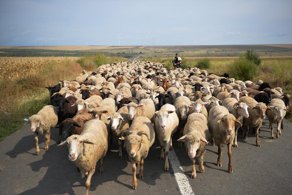 A shepherd walks with his flock of sheep near the village of Cudalbi, Romania on September 14, 2013.