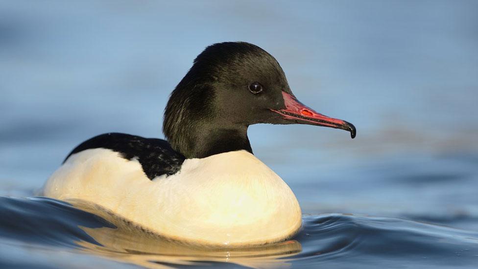 Goosander