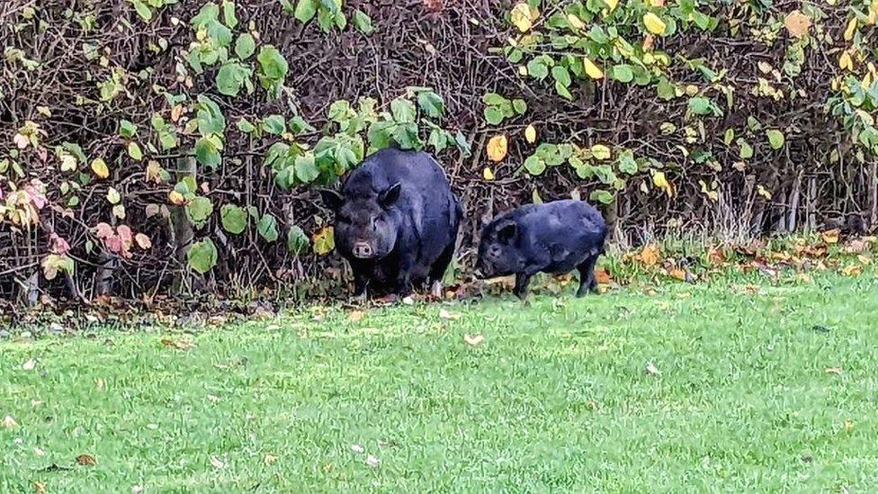 Pigs in grounds of cemetery