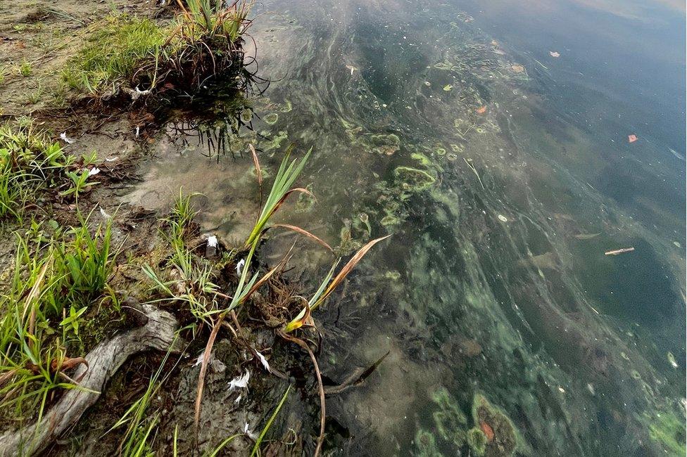 Polluted water in Windermere