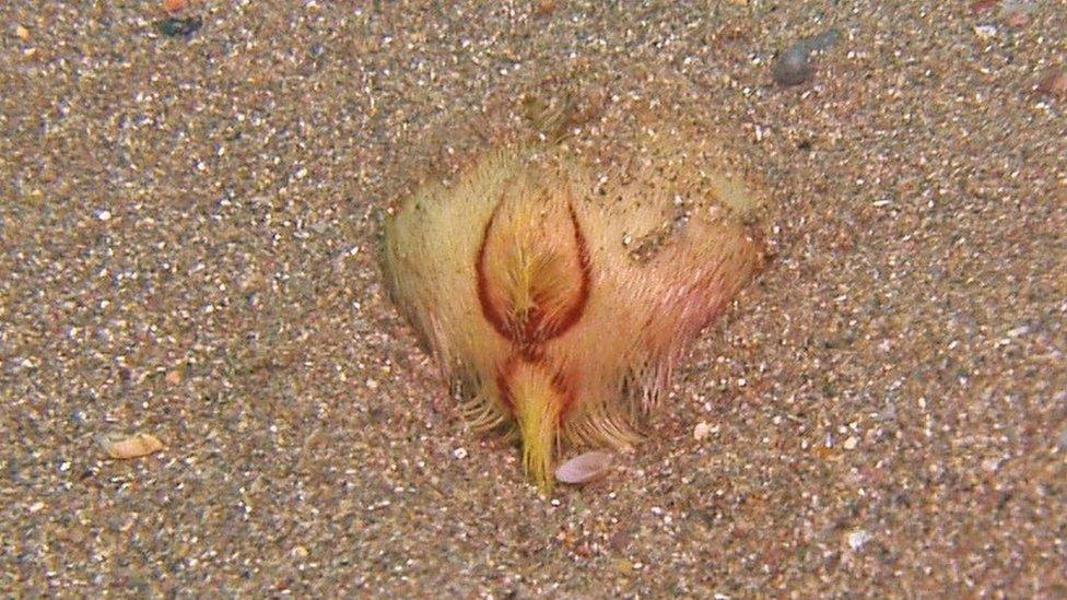 Burrowing sea urchin