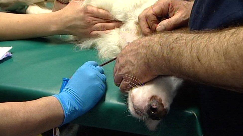 Dog having blood taken