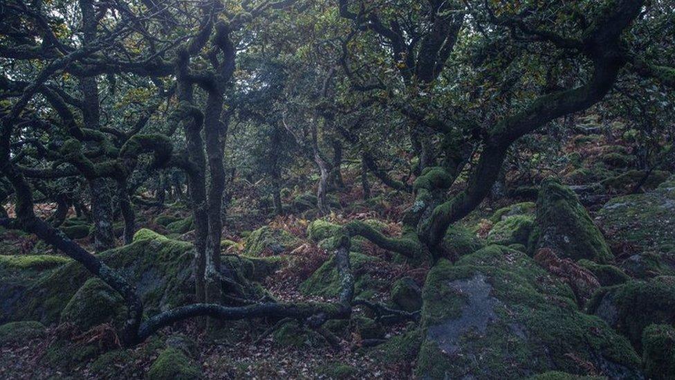 temperate rainforest in UK