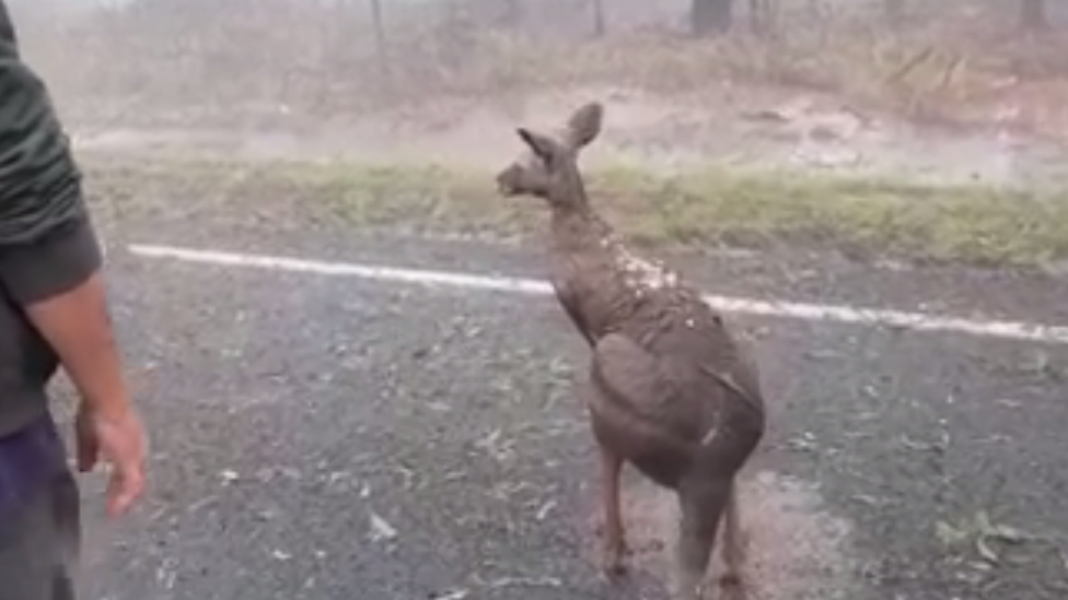 A kangaroo with hail on its back after a severe storm hit parts of Queensland