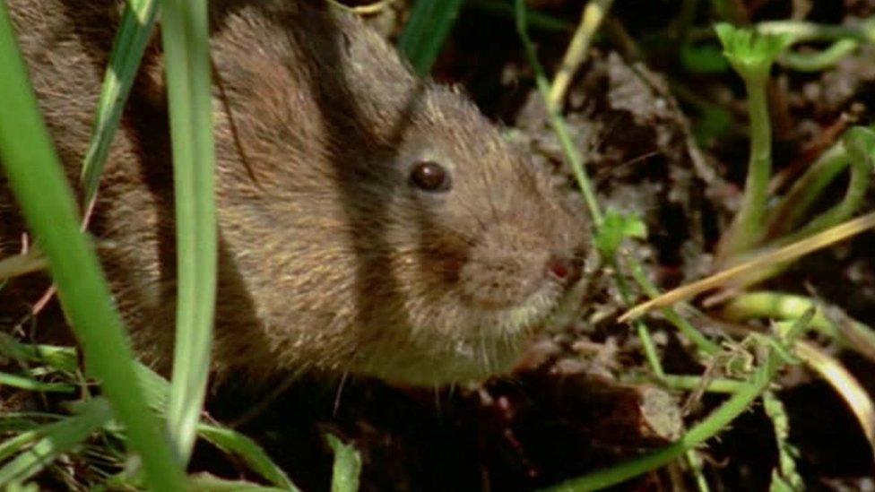 Vole