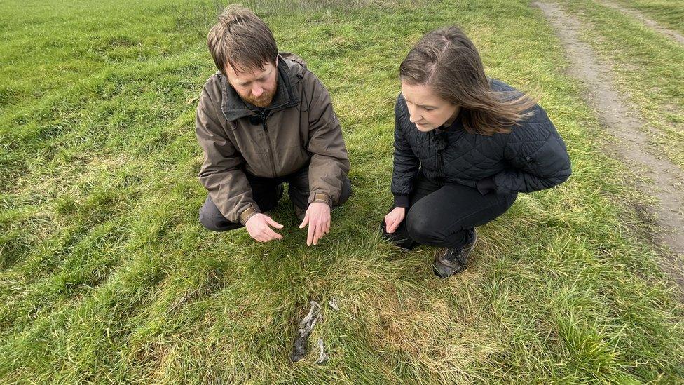 Jan Gouwy showing Jess Parker some wolf faeces