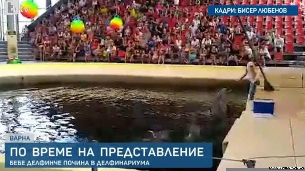 Dolphins during a performance at Varna dolphinarium