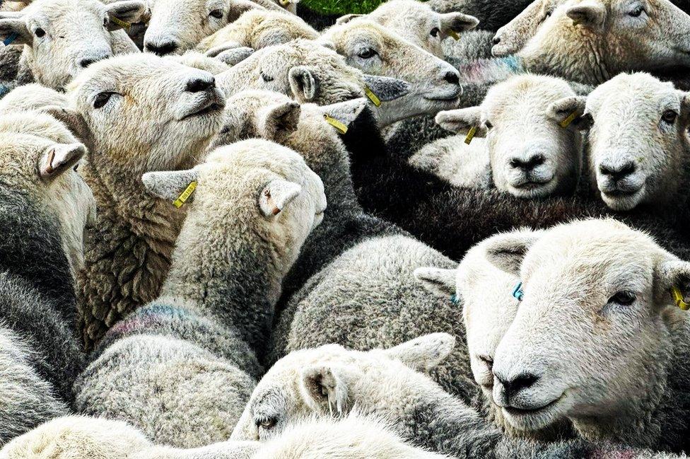 Herdwick sheep all pressed together