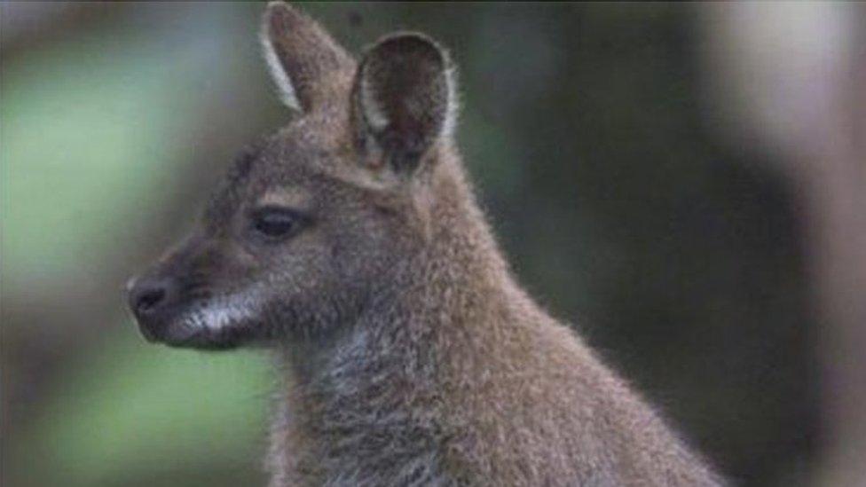 wallaby