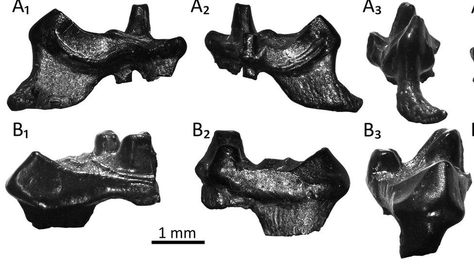 Fossilised teeth