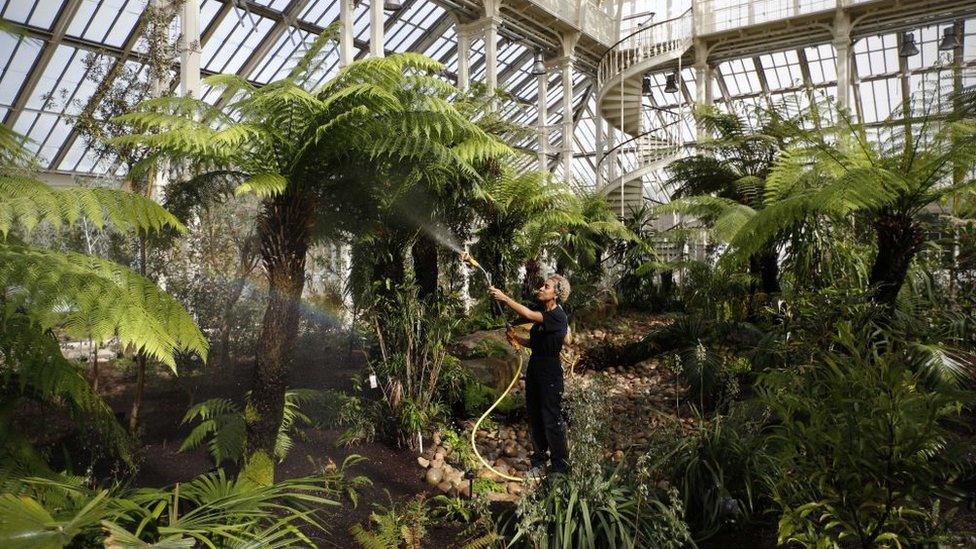 A horticulturist waters plants the "Temperate House" at Kew Gardens in west London on May 3, 2018