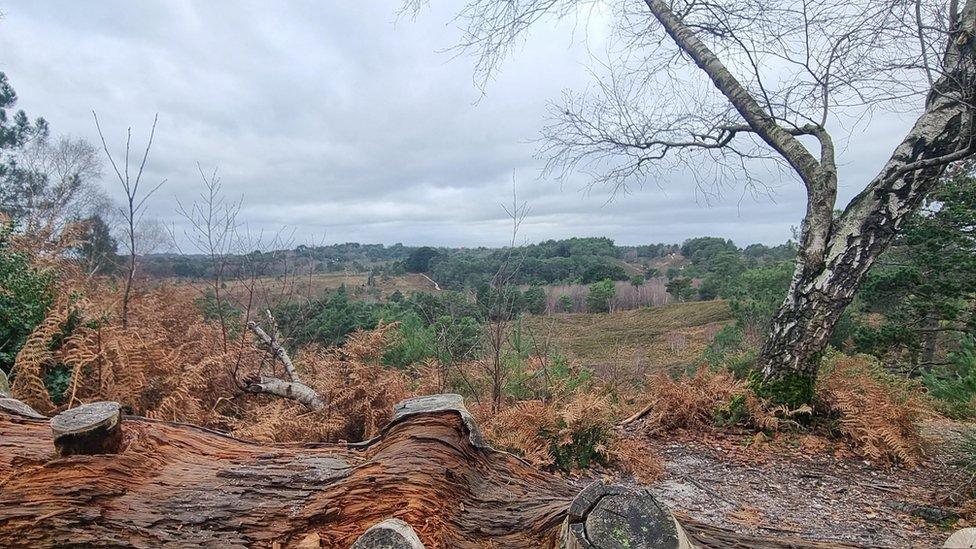 TUESDAY - Canford Heath