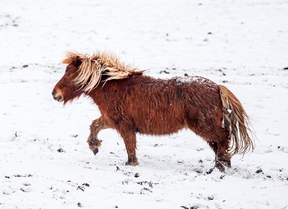 A pony plays in the snow near Millhouse Green in South Yorkshire, on 7 February 2021