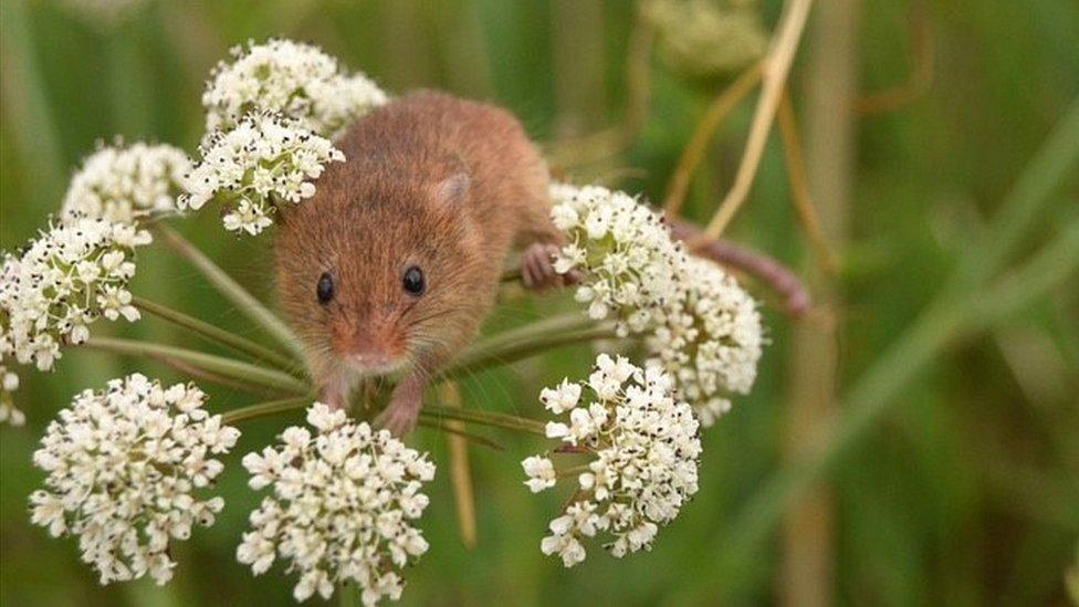 Harvest mouse