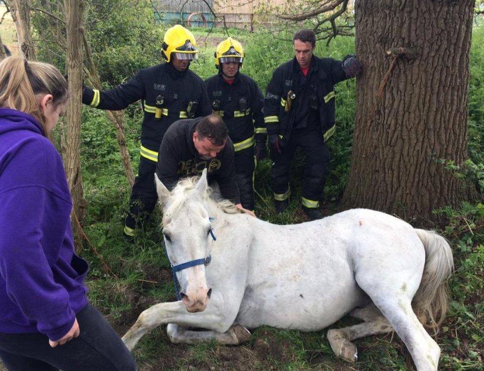 Mischief the horse who was rescued from a ditch