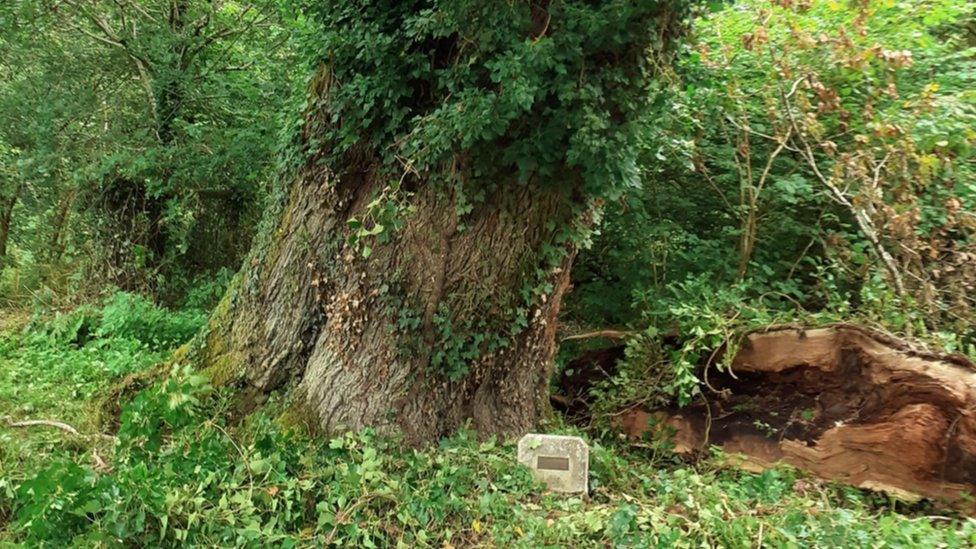 The base of an ancient oak tree and a collapsed limb laying alongside