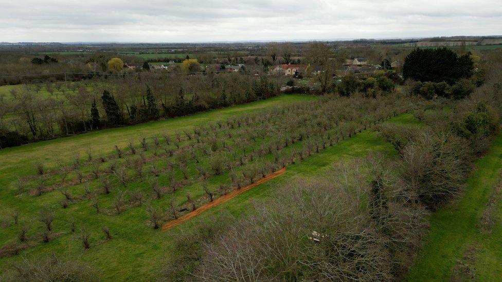 Coton fruit orchard