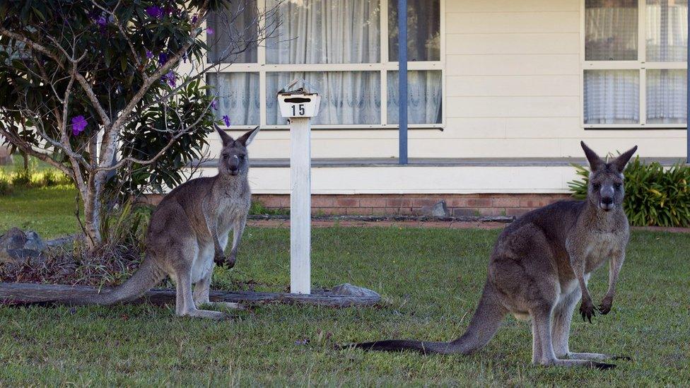 Two kangaroos sit on lawn in front of residential house