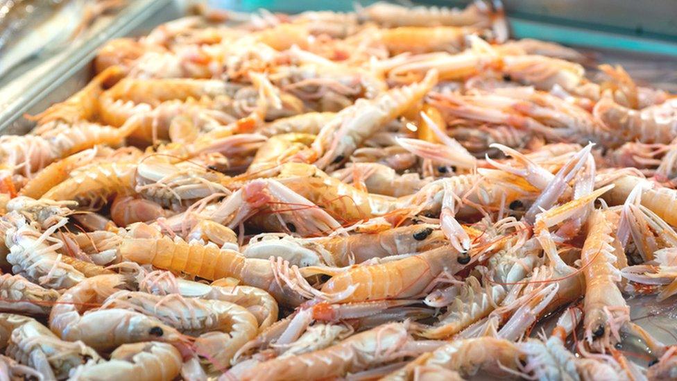 Nephrops