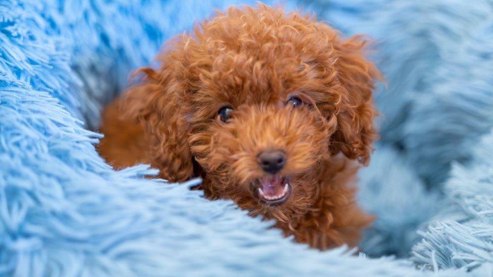 Labradoodle puppy