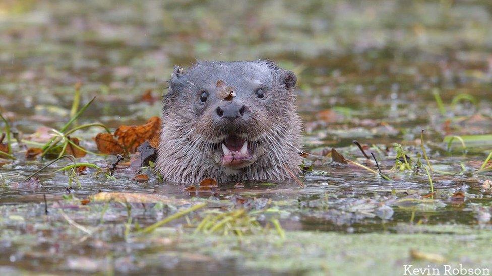 Otter in the water