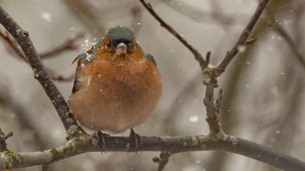 A male chaffinch in the snow