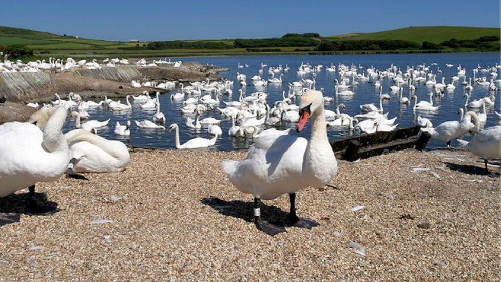 Abbotsbury Swanery