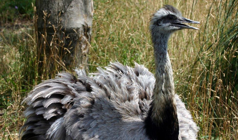 Rhea at London Zoo