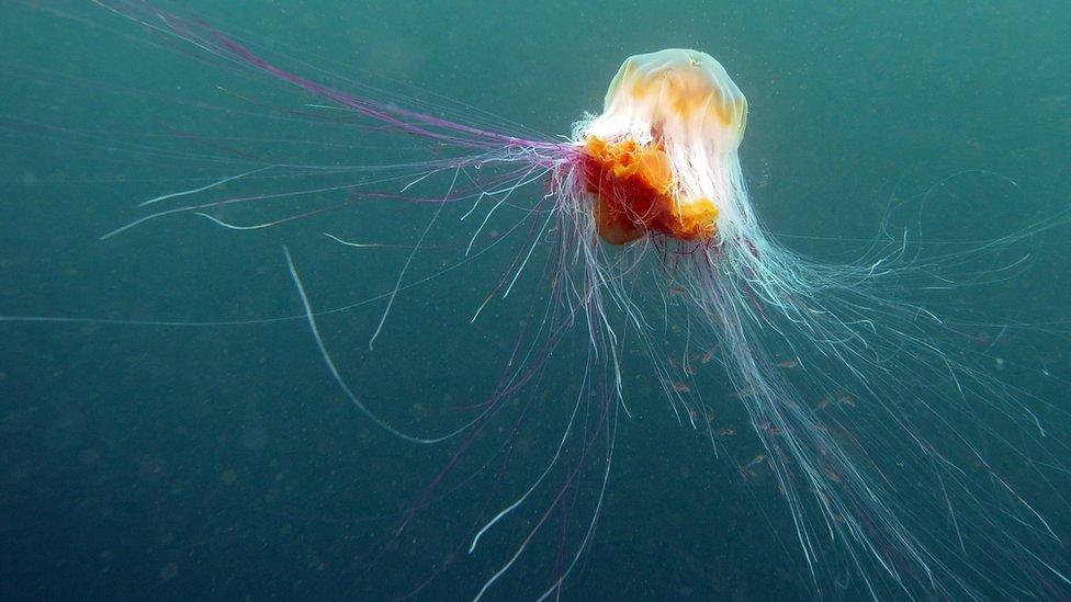 jellyfish