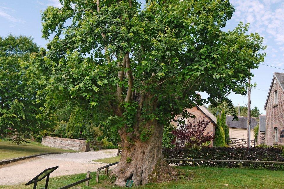 Tolpuddle Martyr's Tree, in Tolpuddle, Dorset