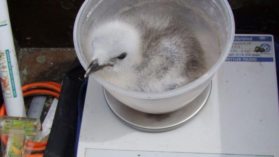 Kittiwake chick