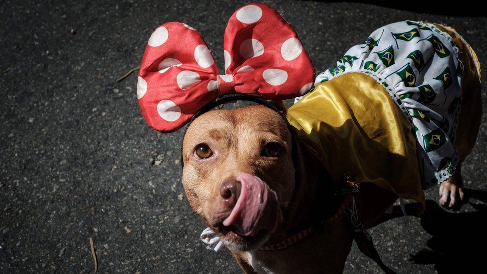 Dog dressed in costume