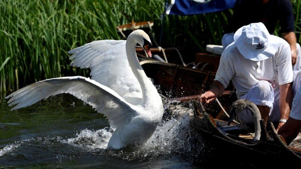 swan and boat