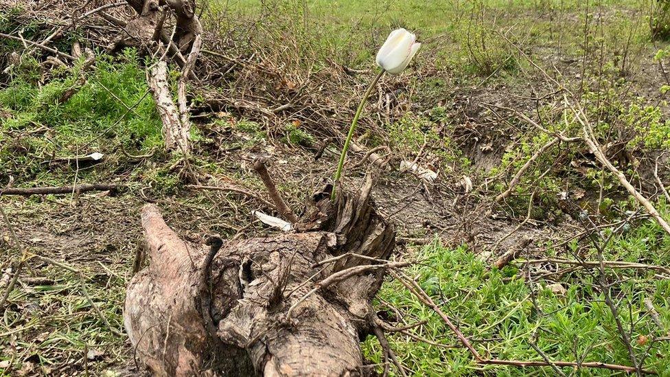 A white tulip left at the scene