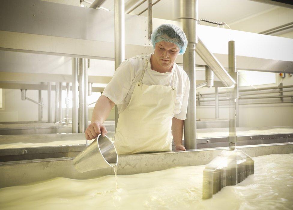 Worker adding rennet to milk for cheese-making