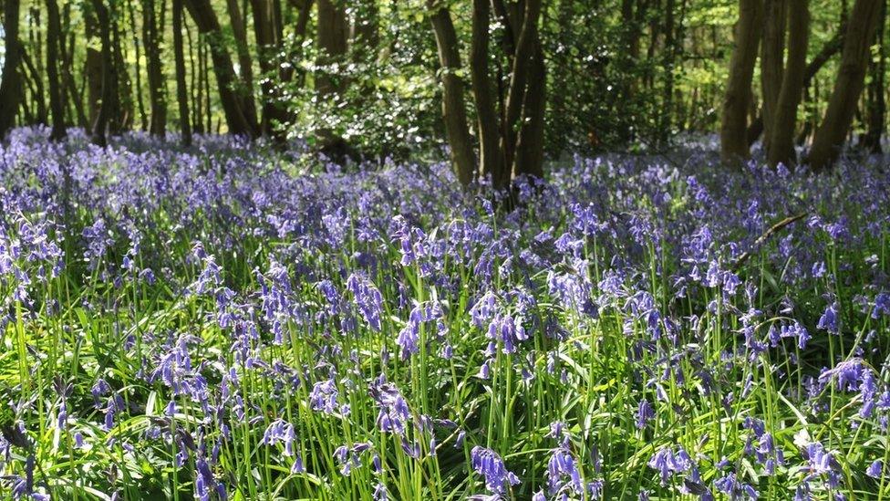 A forest with bluebells