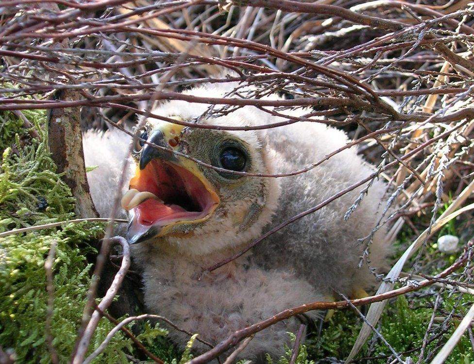 Hen harrier chick