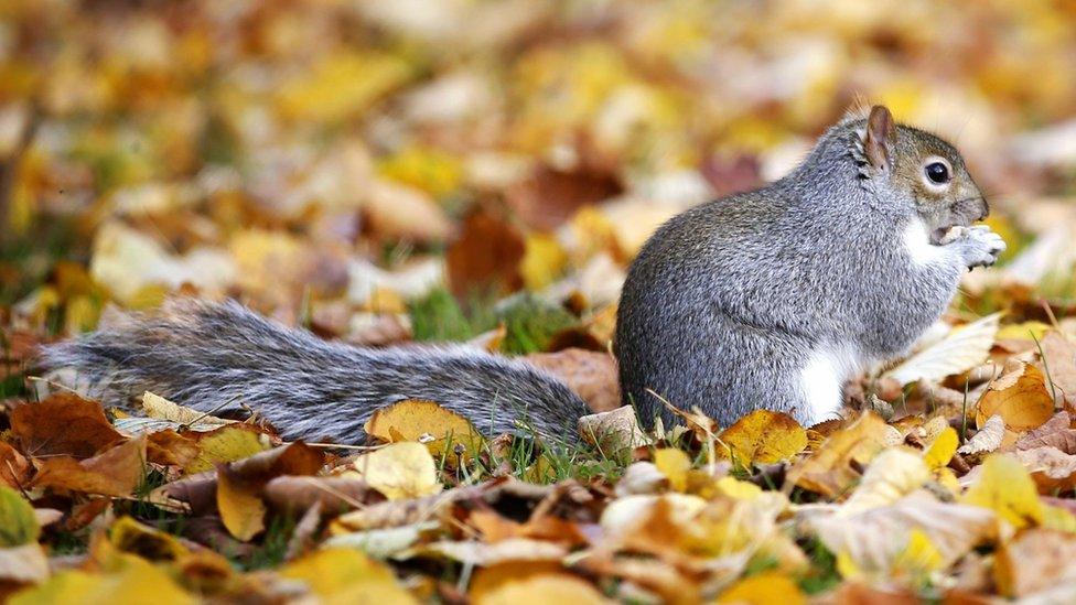 Grey squirrel